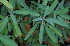 Salvia officinalis - Echter Salbei 1.jpg